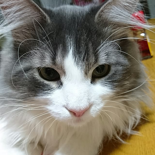 shinobuさんの実例写真
