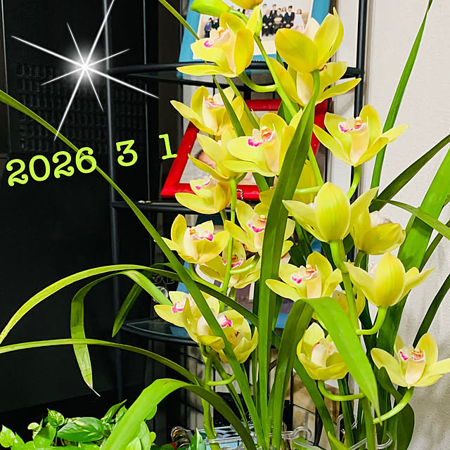 majoramさんの実例写真