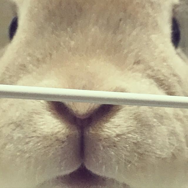 fruityanさんの実例写真