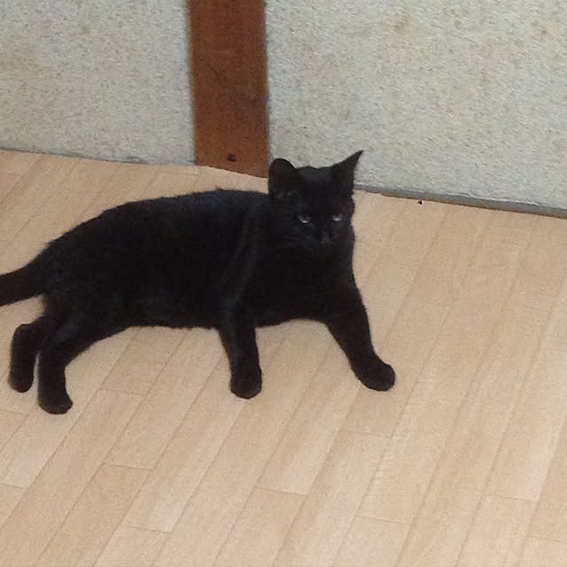 midoroさんの実例写真
