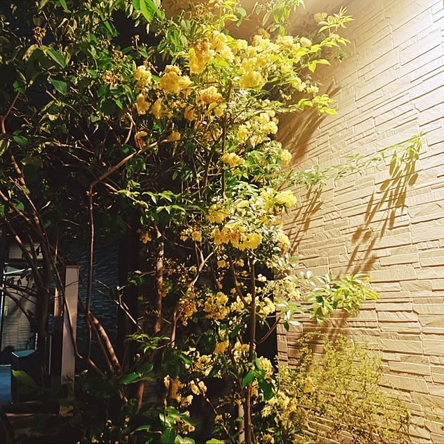 chisaさんの実例写真