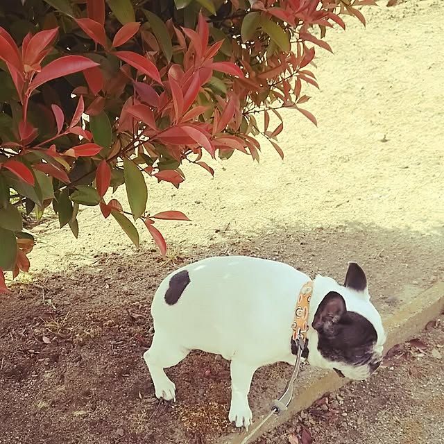 実例写真