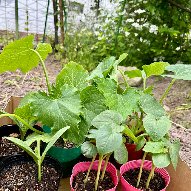 cotaさんの部屋