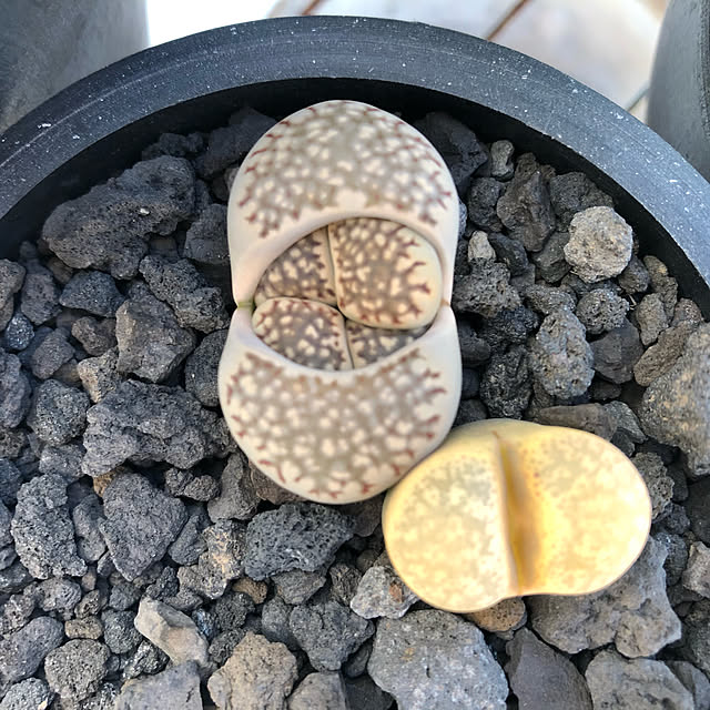 mo___k.さんの実例写真