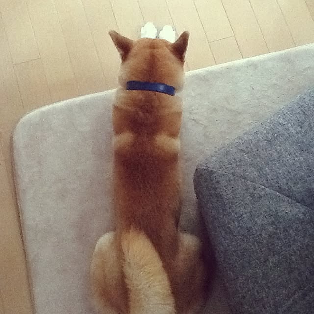 kotaさんの実例写真