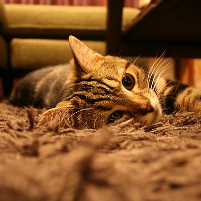 mikomaruさんの実例写真