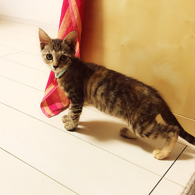 rika.さんの実例写真
