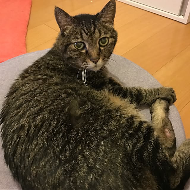 mi-mi-373さんの実例写真