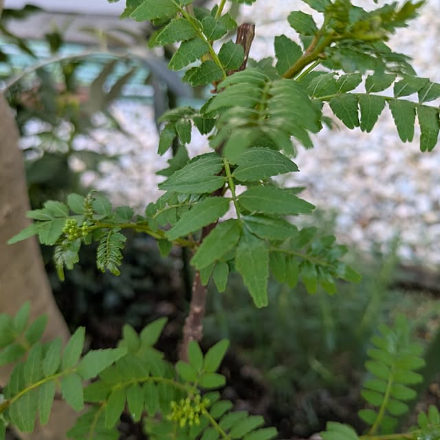 ramuramuさんの部屋