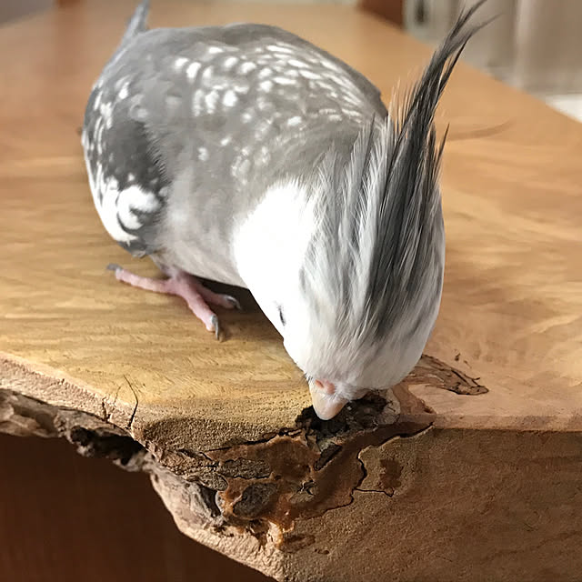 mukuさんの実例写真