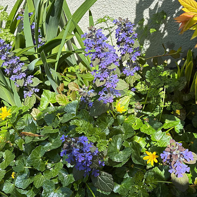 romiromiさんの実例写真