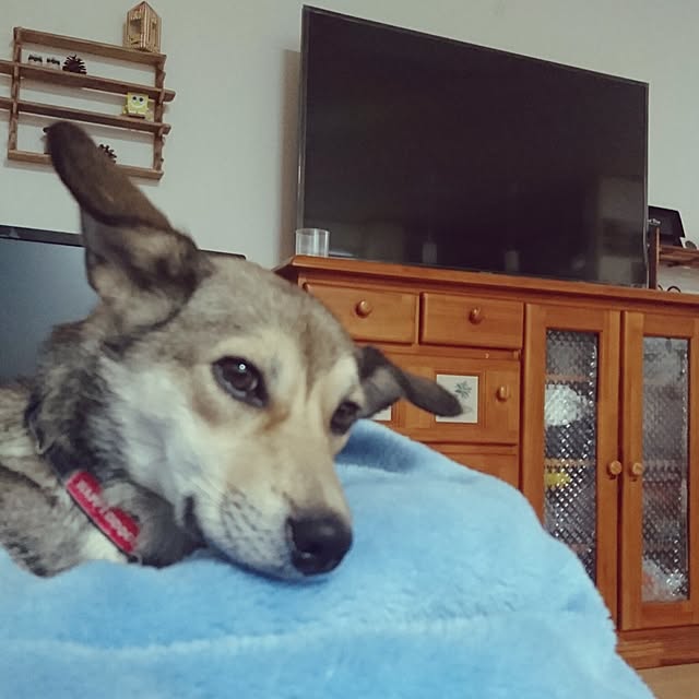 andさんの実例写真