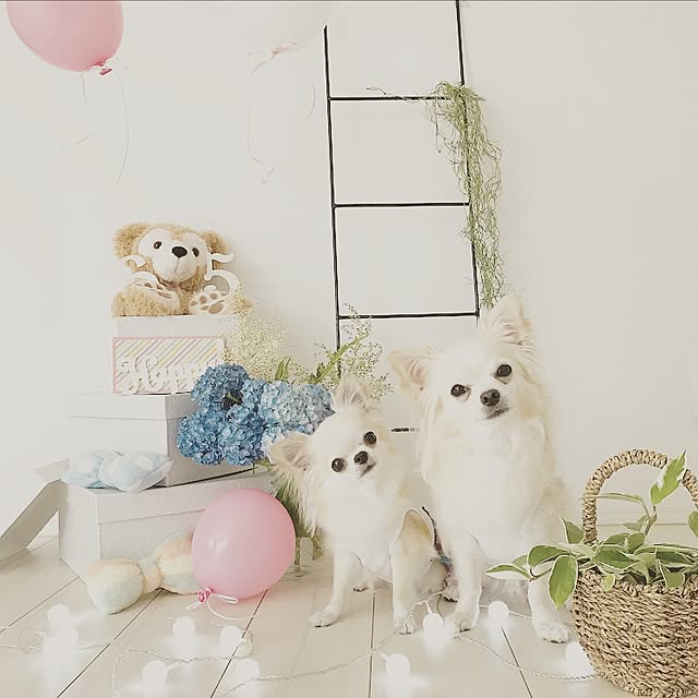 Mihocoさんの実例写真