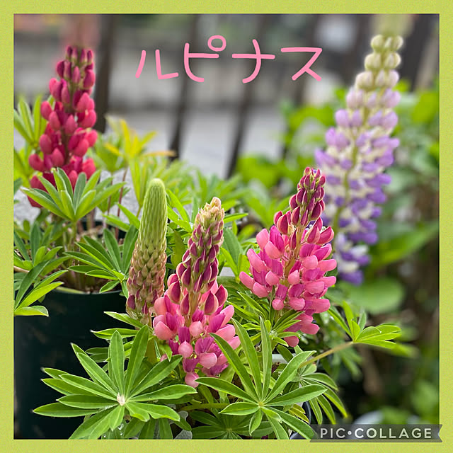 Smilkazuさんの実例写真