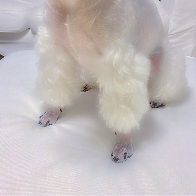 suzyさんの実例写真