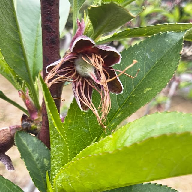 Rubiconさんの部屋