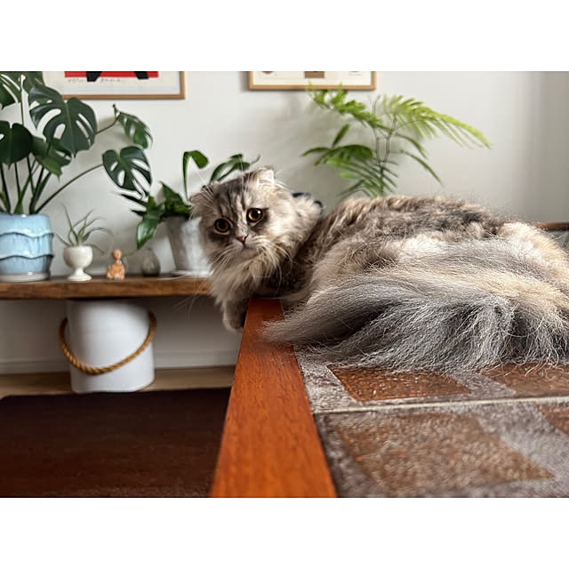 gfさんの実例写真