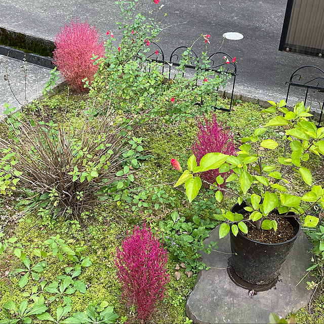 kakoさんの実例写真