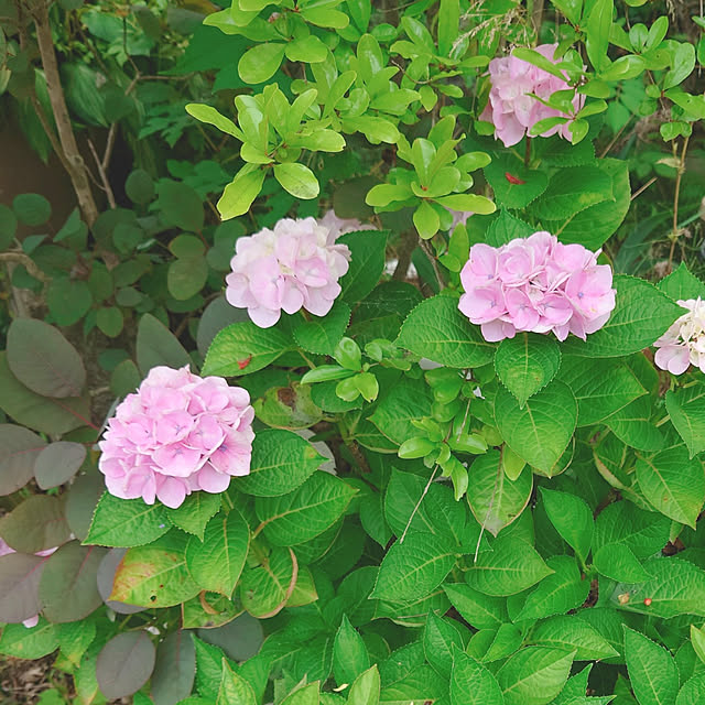 miho.okuさんの実例写真