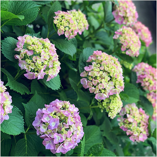 yukarin-gardenさんの実例写真