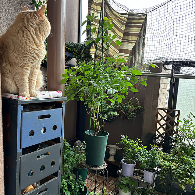 naokoさんの実例写真