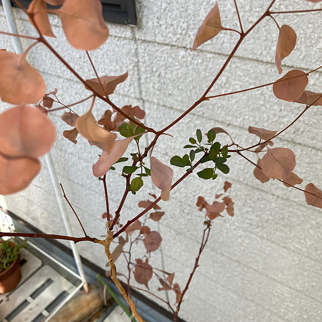 amiromikaさんの部屋