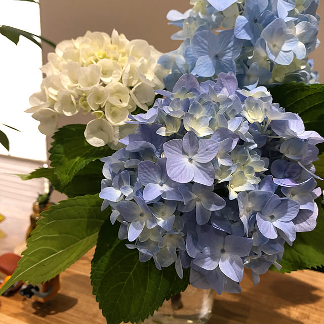 Buu--さんの実例写真