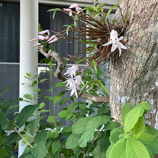 nobikoさんの部屋