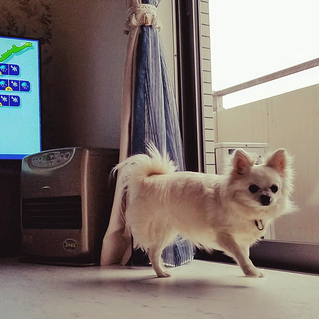 shokoさんの実例写真