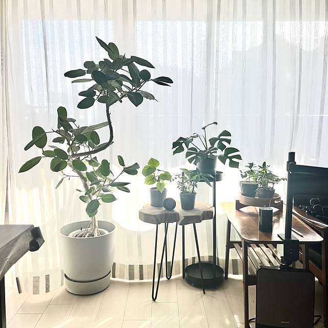ヒメモンステラ 観葉植物のおすすめ商品とおしゃれな実例 ヒメモンステラ 観葉植物のおすすめ商品とおしゃれな実例