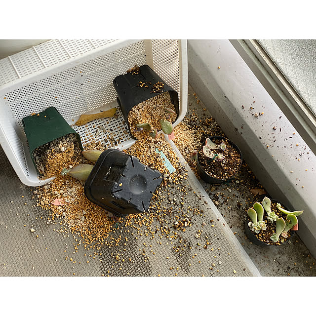 melmelさんの実例写真