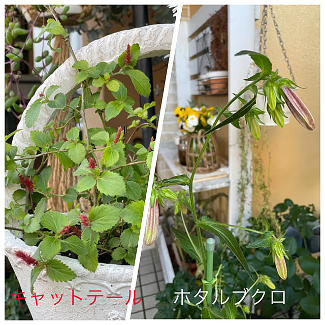 asako.10さんの実例写真