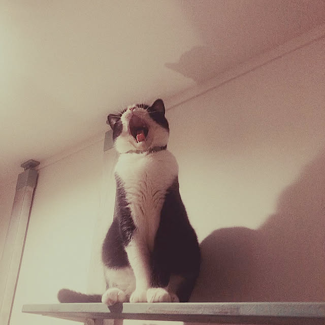 shinshinさんの実例写真
