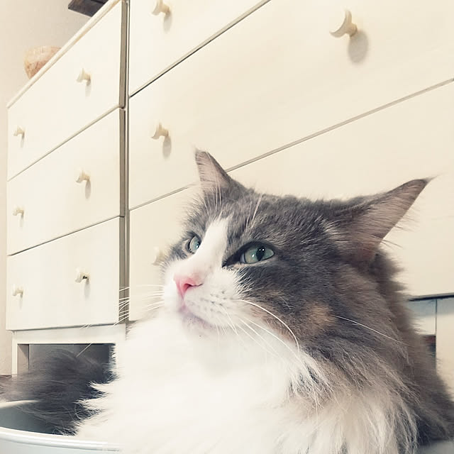 hakutomoroさんの実例写真