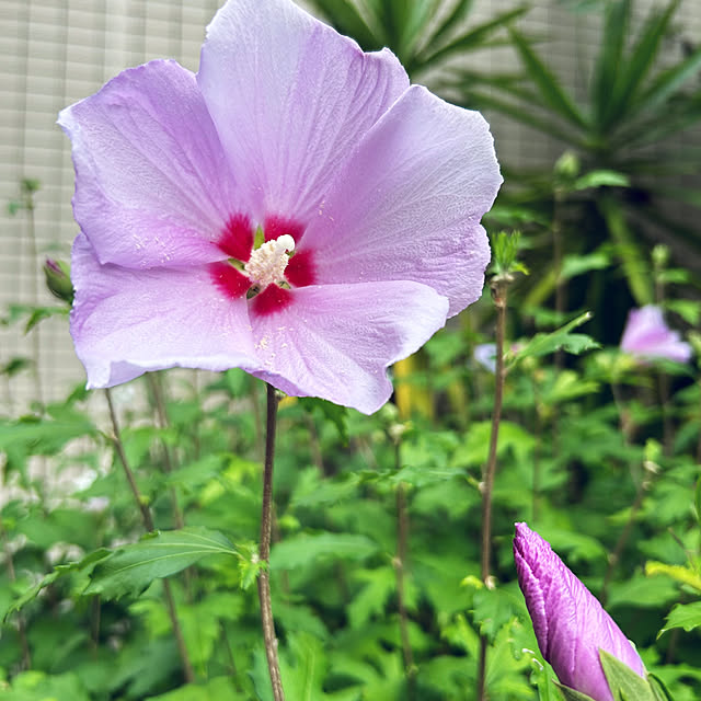 happy-sachiさんの実例写真
