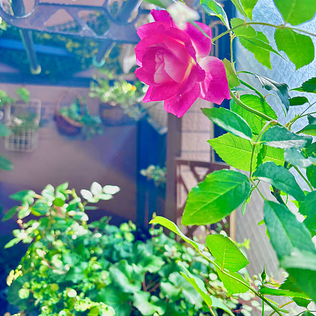 naokoさんの部屋