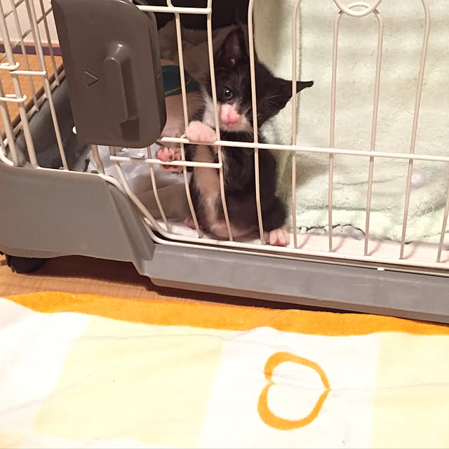 akuakuさんの実例写真