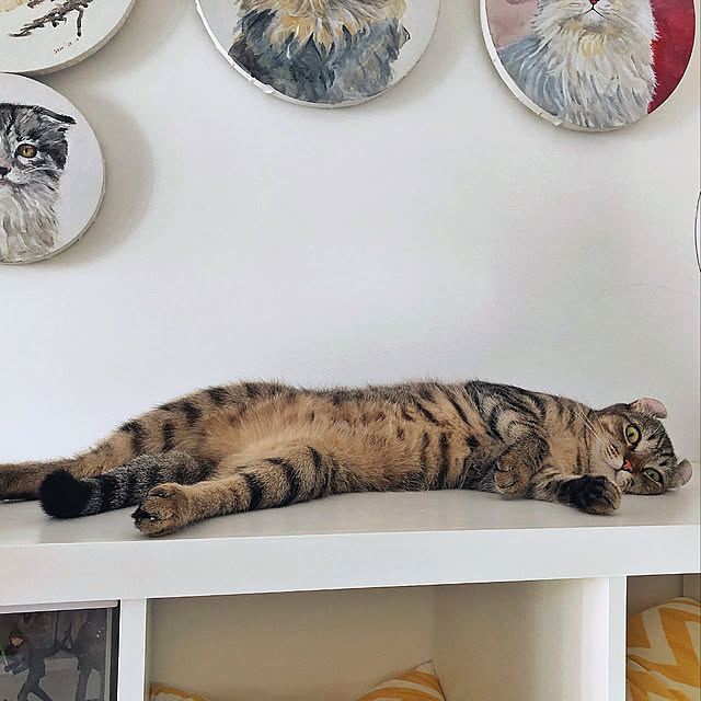 実例写真
