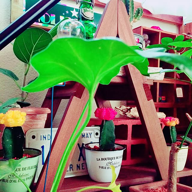 cj69さんの実例写真