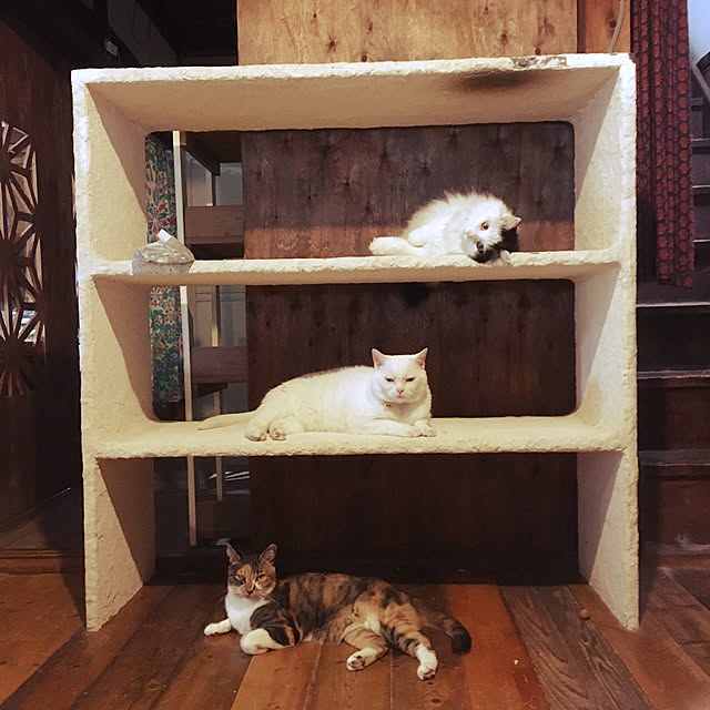 matatabi88さんの実例写真