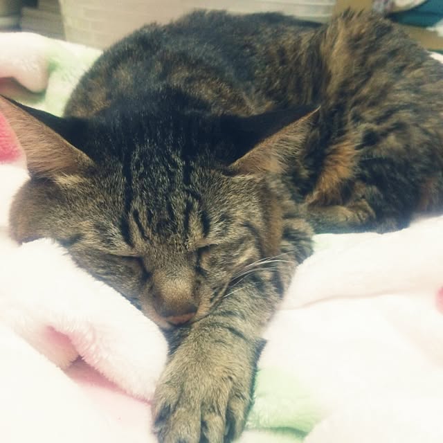 kittenblueさんの実例写真