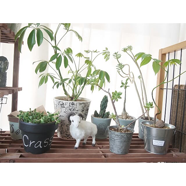 dezさんの実例写真