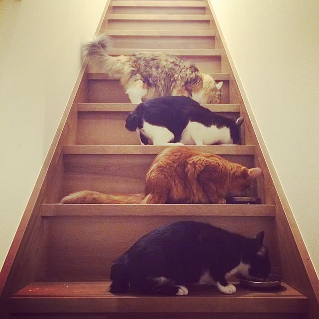 katsuwobushiさんの実例写真