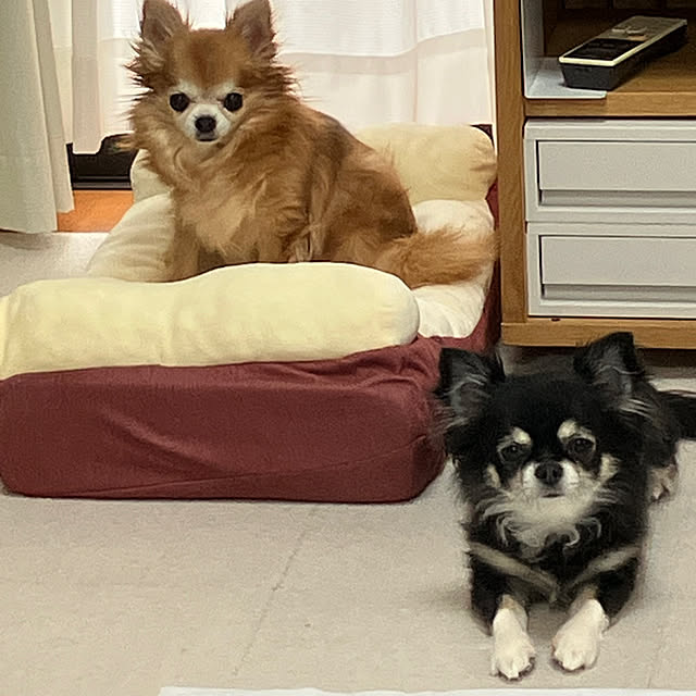 koroさんの実例写真