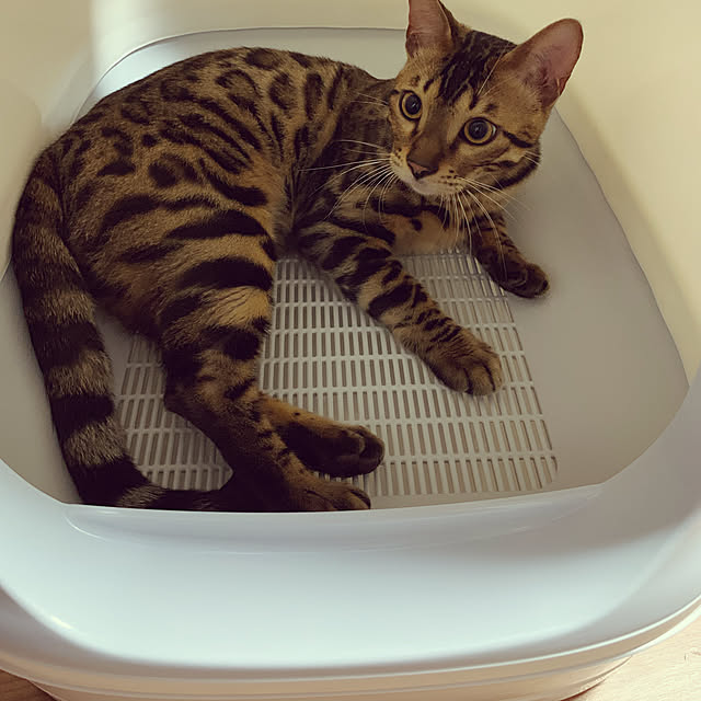 cyanさんの実例写真