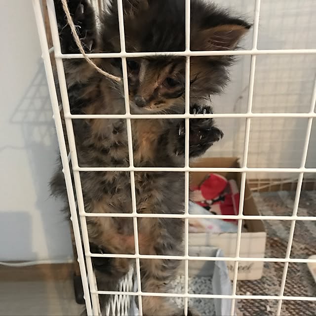 miruさんの実例写真