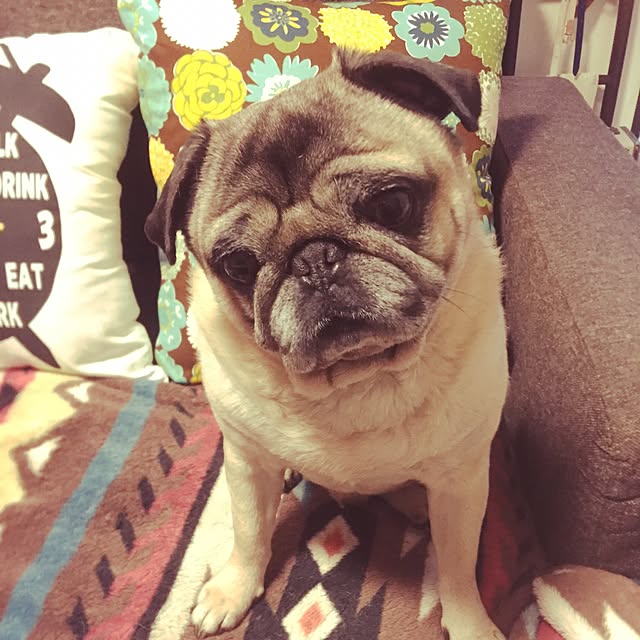 tofyさんの実例写真