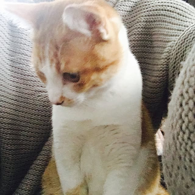 abcさんの実例写真