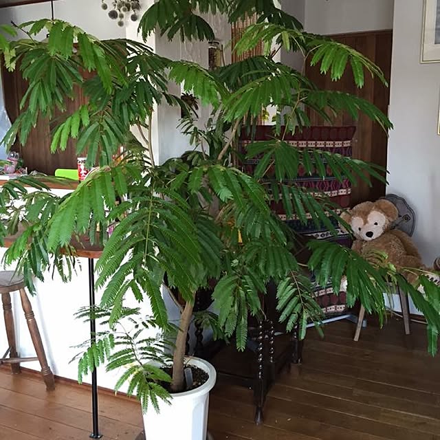torollさんの実例写真