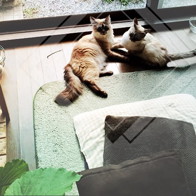 chikoさんの実例写真